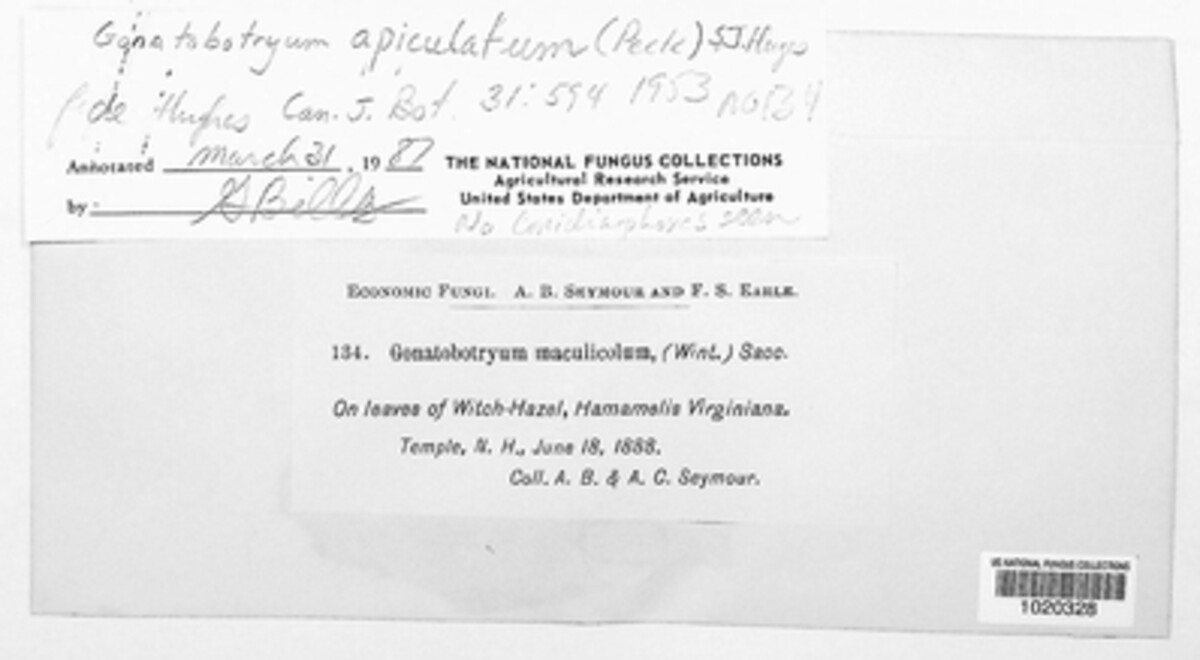 Gonatobotryum image